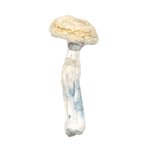 Albino Penis Envy magic Mushrooms