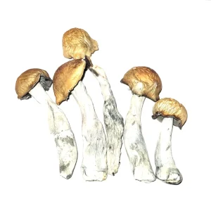 Melmac Magic Mushrooms