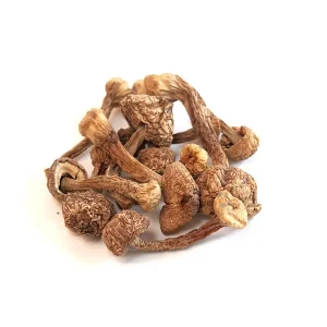 Brazilian Magic Mushrooms